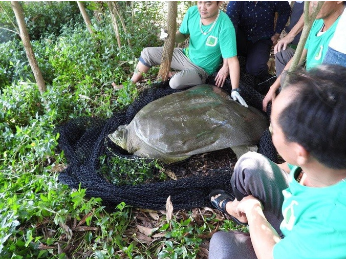 Cá thể rùa tại hồ Hoàn Kiếm nặng 100kg bất ngờ qua đời ở hồ Đồng Mô  - Ảnh 1
